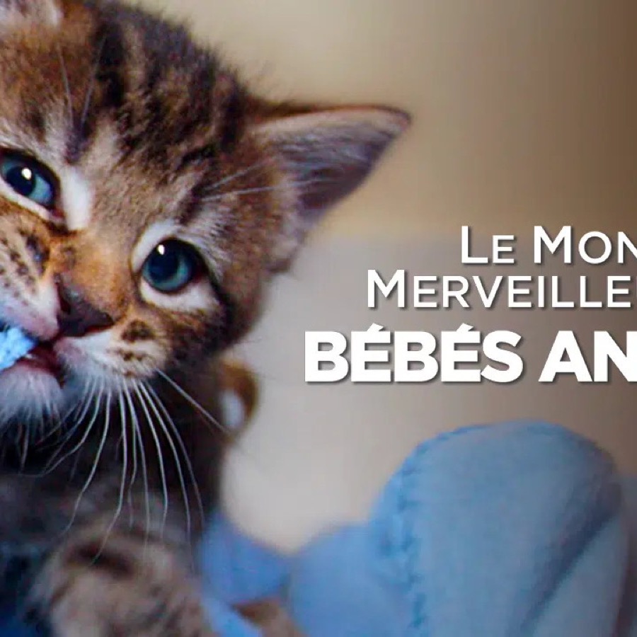 Le monde merveilleux des bébés animaux