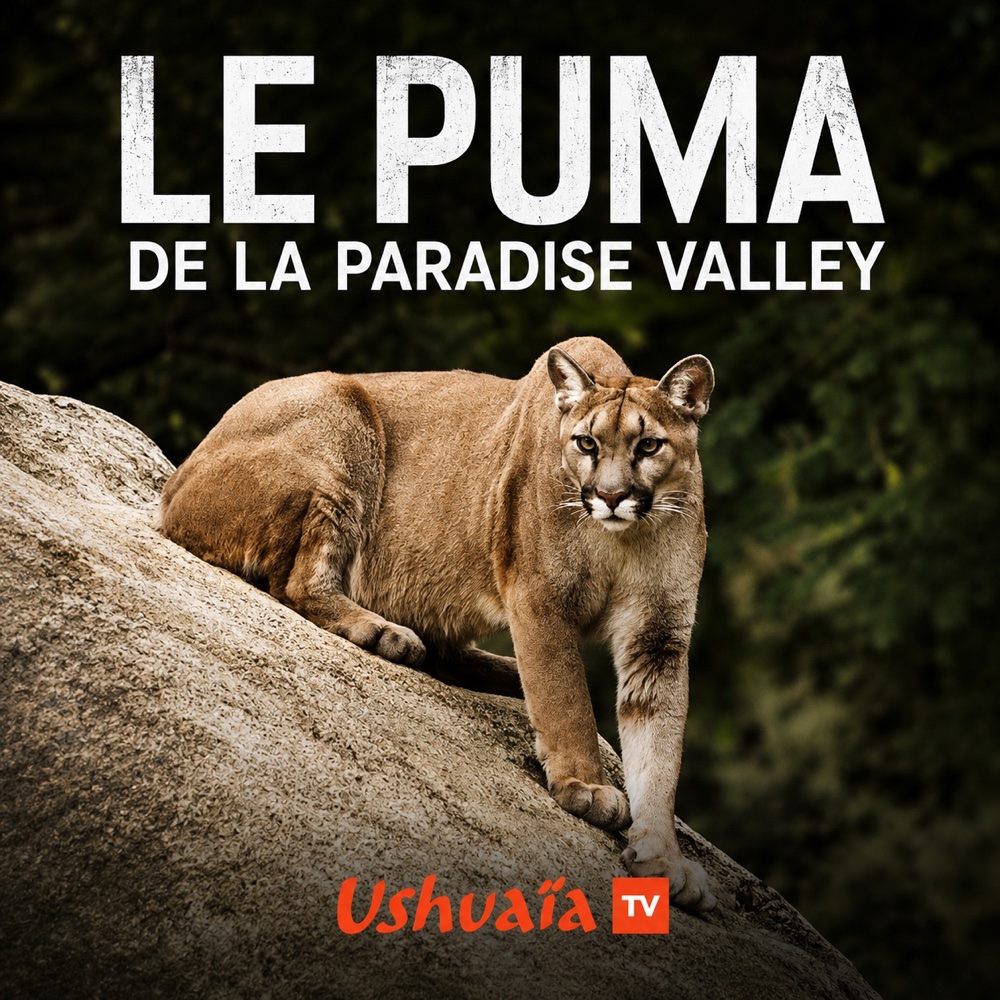 Le puma de la Paradise Valley