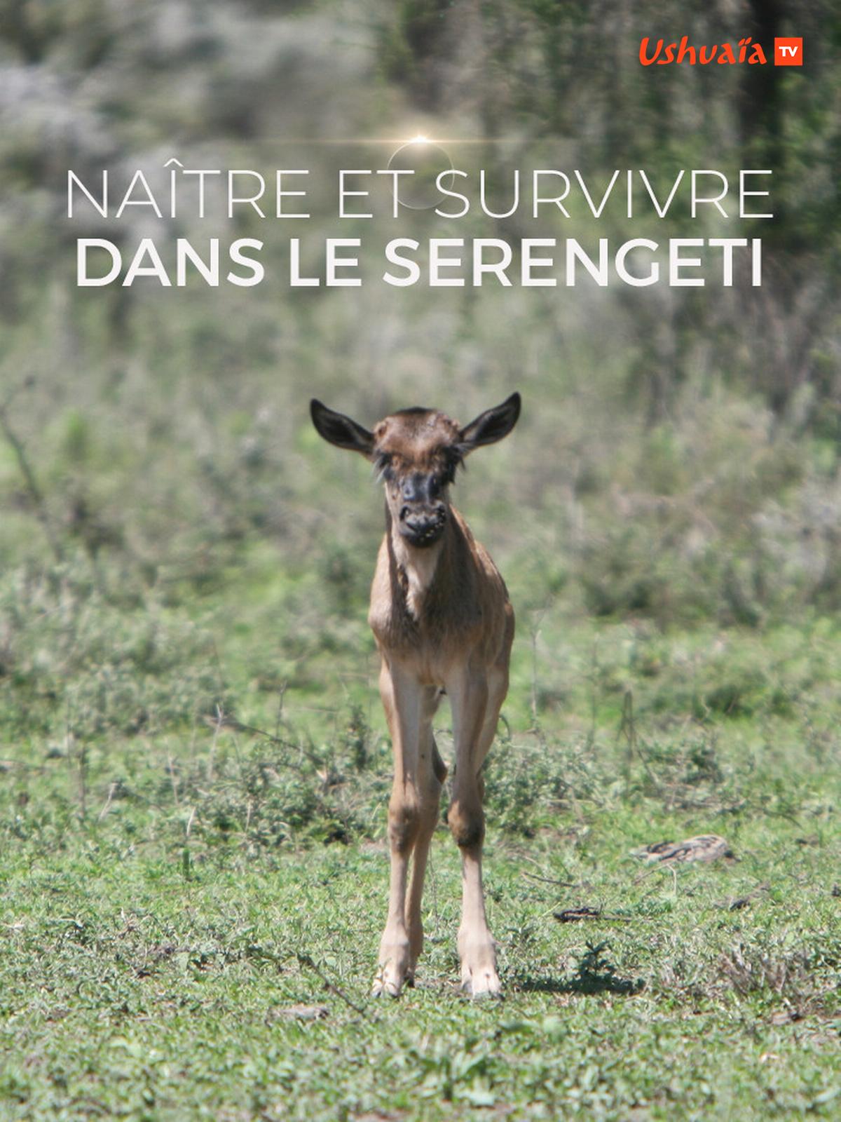 Naître et survivre dans le Serengeti